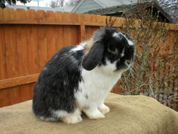 black and white holland lop bunny